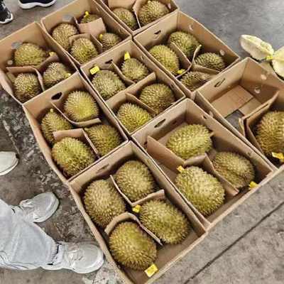 預包裝食品 4房肉以上榴蓮的供應、價格與批發指南